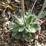 Arabis collina Feuille