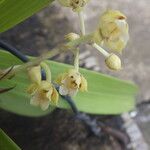 Polystachya odorata Flower