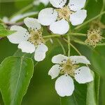 Pyrus communis Flower