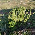 Austrocylindropuntia subulata Foglia