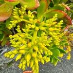 Sedum praealtum Λουλούδι