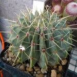 Parodia buiningii Hoja