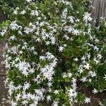 Jasminum multipartitum 花