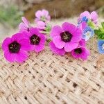 Geranium mascatense Flower