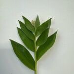 Maianthemum racemosum Blatt