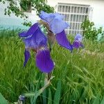 Iris × germanica ᱵᱟᱦᱟ