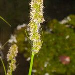 Carex otrubae 花