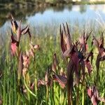 Serapias lingua Flor