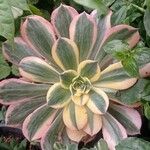 Aeonium decorum 葉