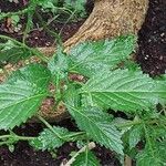 Stachytarpheta urticifolia ഇല