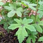 Tiarella cordifolia Liść