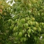 Acer cissifolium Folha