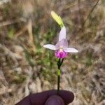 Pogonia ophioglossoides Кветка
