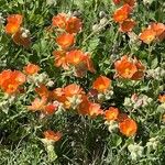 Sphaeralcea coccinea 花