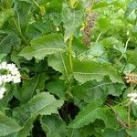 Parthenium integrifolium Folla