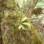 Bulbophyllum longiflorum Habit