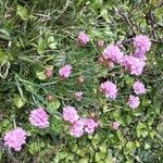 Armeria alpina Flor