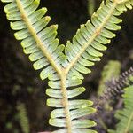 Sticherus flagellaris Leaf