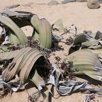 Welwitschia mirabilis Blatt