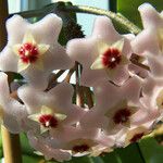 Hoya carnosa Fleur