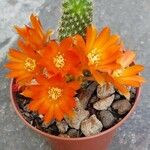 Rebutia heliosa Leaf