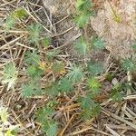 Geranium carolinianum Hoja