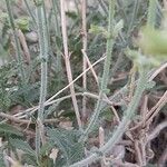 Salvia aegyptiaca چھال
