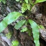 Elaphoglossum succubus 叶