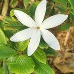 Gardenia taitensis Blüte