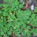 Chelidonium majusBlad