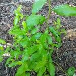 Vaccinium angustifolium Leaf