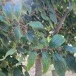 Celtis africana Folha