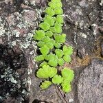 Adiantum raddianum Leaf