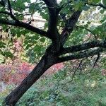 Cercis siliquastrum Bark