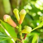 Syzygium aromaticum Fruto