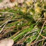 Carex humilis List