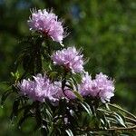 Rhododendron davidsonianum Blüte