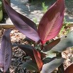 Canna indica Leaf