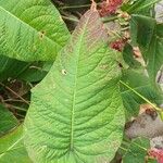Bistorta amplexicaulis Leaf