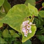 Fagopyrum esculentum Flower