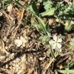Silene gallica Blüte