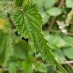 Urtica dioica Leaf