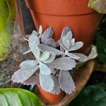 Kalanchoe pumila 葉