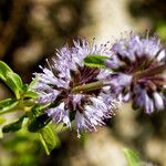 Mentha pulegium Flower