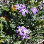 Matthiola tricuspidata Flower