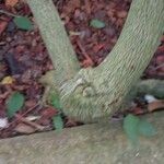 Malvaviscus arboreus Bark