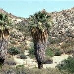 Washingtonia filifera Hábitos