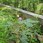 Mimosa pudica आदत