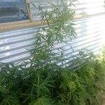 Phyllostachys aurea Fruto