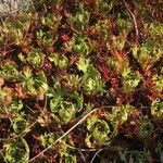 Saxifraga trifurcata Blatt